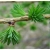 nasiona Modrzew europejski, Larix decidua