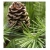 nasiona Modrzew japoński Larix szt5 Fore55