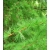 nasiona Modrzew japoński Larix szt5 Fore55