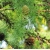 nasiona Modrzew ussyryjski Larix szt5 Fore56