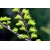 nasiona Modrzewnik chiński Pseudolarix szt5 Fore110