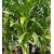 nasiona Palma bambusowa Chamaedorea szt5 Fore168