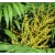 nasiona Palma koralowa Chamaedora szt5 Fore167