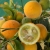 nasiona Pomarańcza trójlistkowa szt.5 Fore202