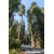 nasiona Sekwoja zawszezielona Sequoia szt5 Fore114