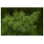 nasiona Sosna Armanda Pinus szt5 Fore79