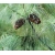 nasiona Sosna Armanda Pinus szt5 Fore79