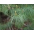 nasiona Sosna Armanda Pinus szt5 Fore79