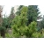 nasiona Sosna Banksa Pinus szt5 Fore81
