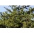 nasiona Sosna Banksa Pinus szt5 Fore81
