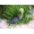 nasiona Sosna bośniacka Pinus szt5 Fore93