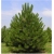 nasiona Sosna czarna Pinus szt5 Fore5