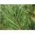 nasiona Sosna czarna Pinus szt5 Fore5