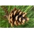 nasiona Sosna czarna Pinus szt5 Fore5