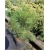 nasiona Sosna czarna Pinus szt5 Fore5