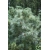 nasiona Sosna drobnokwiatowa Pinus szt5 Fore98
