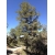 nasiona Sosna gietka Pinus szt5 Fore87