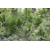nasiona Sosna japońska Pinus szt5 Fore86