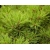 nasiona Sosna japońska Pinus szt5 Fore86