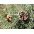 nasiona Sosna jednoigielna Pinus szt5 Fore94