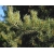 nasiona Sosna jednoigielna Pinus szt5 Fore94