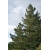 nasiona Sosna kalifornijska Pinus szt5 Fore104