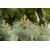 nasiona Sosna kalifornijska Pinus szt5 Fore104