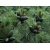 nasiona Sosna karłowa Pinus szt5 Fore103