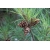 nasiona Sosna karłowa Pinus szt5 Fore103