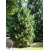 nasiona Sosna koreańska Pinus szt5 Fore91