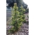 nasiona Sosna limba Pinus szt5 Fore83