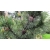 nasiona Sosna nadmorska Pinus szt5 Fore100