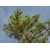 nasiona Sosna nadmorska Pinus szt5 Fore100