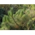nasiona Sosna nadmorska Pinus szt5 Fore100