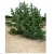 nasiona Sosna oścista Pinus aristata szt5 Fore78