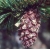 nasiona Sosna oścista Pinus aristata szt5 Fore78