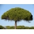 nasiona Sosna pinia Pinus szt5 Fore101