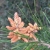 nasiona Sosna pinia Pinus szt5 Fore101