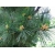 nasiona Sosna rumelijska Pinus szt5 Fore99