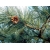 nasiona Sosna Thunberga Pinus szt5 Fore108