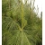 nasiona Sosna wejmutka Pinus szt5 Fore7