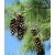 nasiona Sosna wejmutka Pinus szt5 Fore106