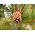 nasiona Sosna wydmowa Pinus szt5 Fore84