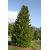 nasiona Sośnica japońska Sciadopitys szt5 Fore113