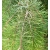 nasiona Świerk Brewera Picea szt5 Fore60
