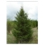 nasiona Świerk czarny Picea szt5 Fore67