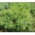 nasiona Świerk czerwony Picea szt5 Fore73