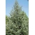 nasiona Świerk Meyera Picea szt5 Fore68