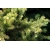 nasiona Świerk pospolity Picea szt5 Fore4