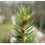 nasiona Świerk Schrenka Picea szt5 Fore74